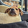 Rubble is registered to the contest to win money with this photo: puppy, dog, blanket, cozy, fleece, indoor, window, curious, sleepy, face, pet, cute, animal, soft, resting, car_interior, nose, ears, fur, young