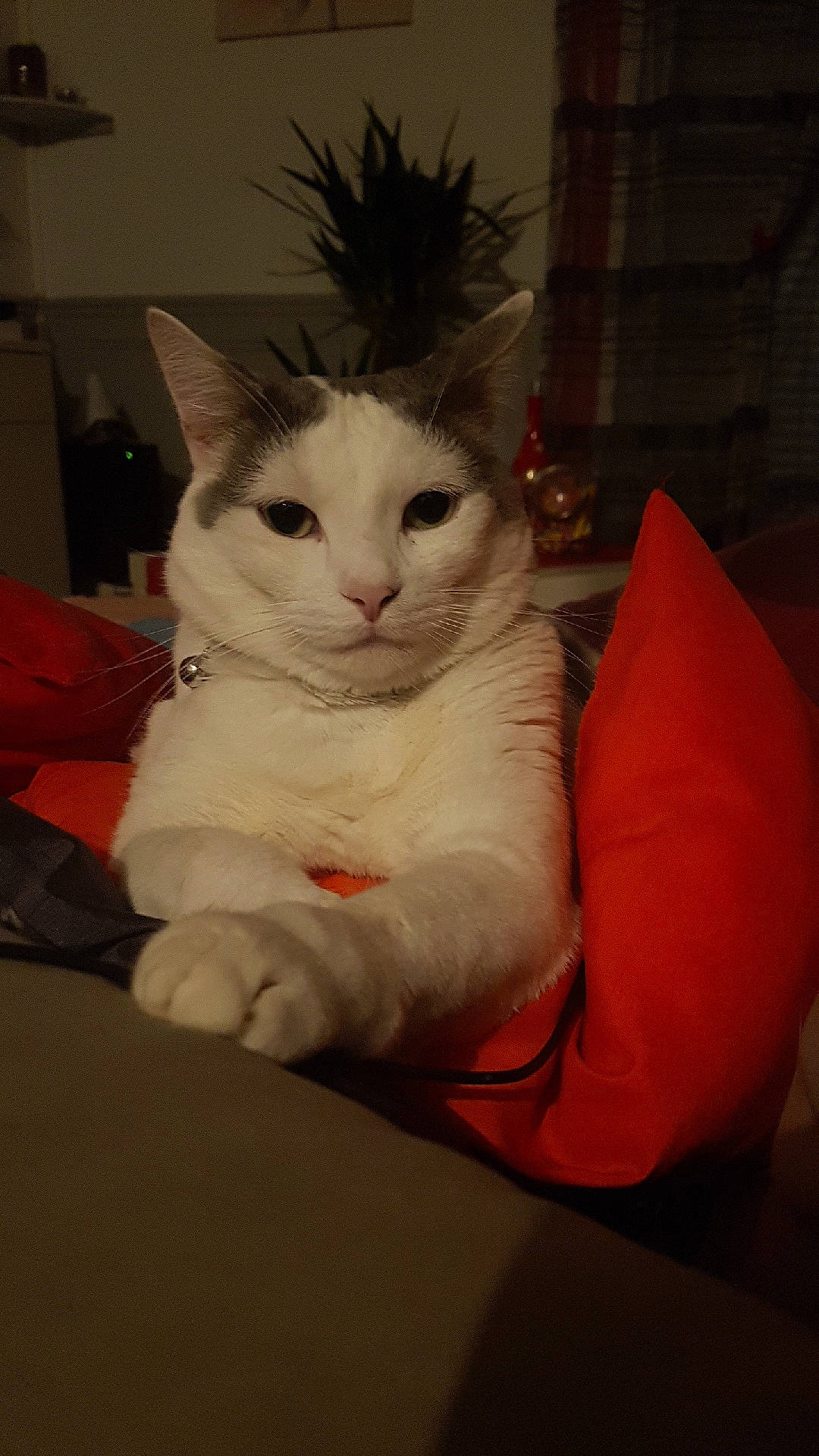 Baboune a rejoint le concours — aidez-le/la à gagner de superbes lots ! aegean_cat, carnivoran, cat, cat_like_mammal, domestic_short_haired_cat, eye, kitten, mammal, nose, person, skin, small_to_medium_sized_cats, snout, turkish_angora, turkish_van, vertebrate, whiskers, white