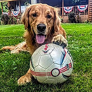 Sir William Wallace is registered to the contest to win money with this photo: dog, golden_retriever, soccer_ball, grass, outdoor, pet, animal, playful, tongue_out, paw, greenery, house, wooden_house, bunting, festive, summer, daylight, nature, canine, happy