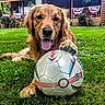 dog, golden_retriever, soccer_ball, grass, outdoor, pet, animal, playful, tongue_out, paw, greenery, house, wooden_house, bunting, festive, summer, daylight, nature, canine, happy