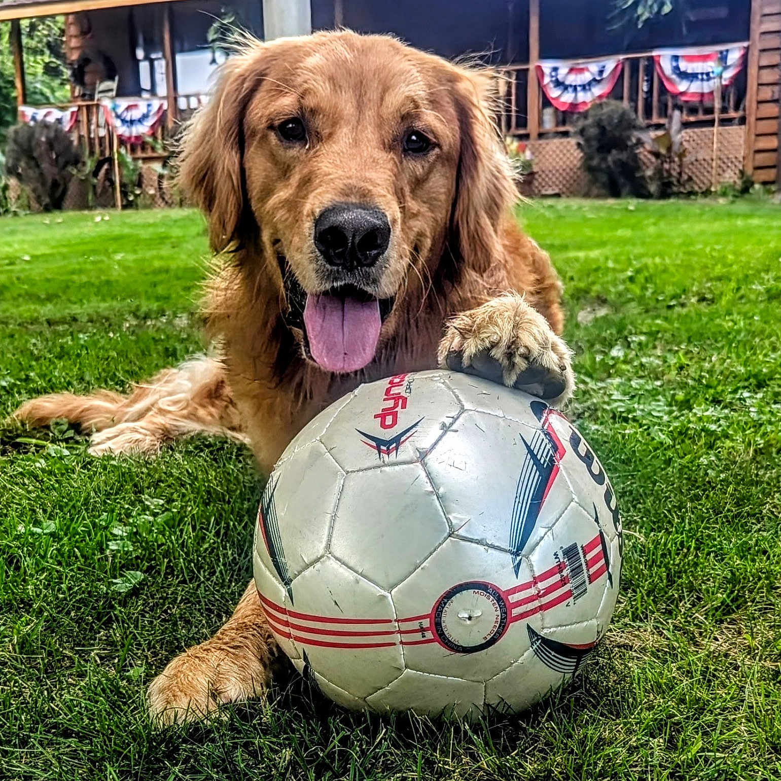 Sir William Wallace is registered to the contest to win money with this photo: dog, golden_retriever, soccer_ball, grass, outdoor, pet, animal, playful, tongue_out, paw, greenery, house, wooden_house, bunting, festive, summer, daylight, nature, canine, happy