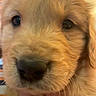 puppy, dog, golden_retriever, close_up, cute, fur, pet, animal, face, eyes, nose, indoor, hand, young, adorable, mammal, domestic_animal, fluffy, portrait, friendly