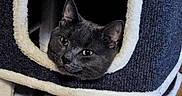 Peaches is registered to the contest to win money with this photo: animal, cat, cat_house, cozy, cubical, curious, cute, ears, face, fluffy, furniture, gray_cat, indoor, peek, pet, relaxed, resting, soft, whiskers, wooden_floor