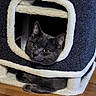 animal, cat, cat_house, cozy, cubical, curious, cute, ears, face, fluffy, furniture, gray_cat, indoor, peek, pet, relaxed, resting, soft, whiskers, wooden_floor