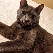 Peaches is registered to the contest to win money with this photo: animal, bed, blanket, cat, closeup, cozy, cute, domestic_animal, ears, eyes, feline, fur, gray_cat, indoor, lying_down, pet, portrait, relaxed, tongue_out, whiskers