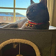Peaches is registered to the contest to win money with this photo: cat, gray_cat, collar, cat_condo, toy, window, blue_sky, building, sunlight, feline, pet, indoor, resting, cozy, furry, animal, domestic_cat, contemplative, hanging_toy, relaxed