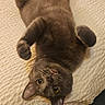animal, bed, cat, cozy, cute, domestic_cat, ears, feline, fur, gray_cat, indoor, lying_down, paws, pet, playful, quilt, relaxed, sleepy, upside_down, whiskers