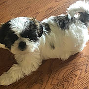 Lucy joined the competition — help win amazing prizes! puppy, dog, pet, animal, fur, white, black, cute, indoor, wooden_floor, stretching, small_dog, fluffy, young, companion, adorable, looking_up, domestic, playful, friendly
