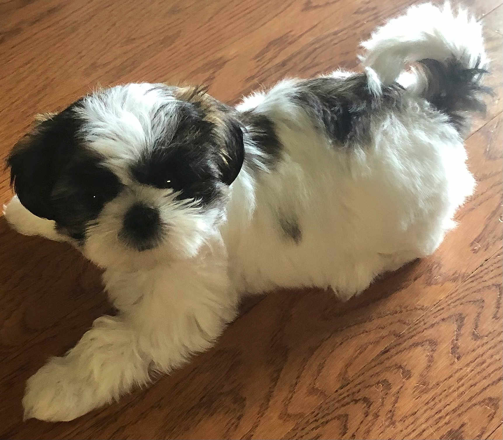 Lucy joined the competition — help win amazing prizes! puppy, dog, pet, animal, fur, white, black, cute, indoor, wooden_floor, stretching, small_dog, fluffy, young, companion, adorable, looking_up, domestic, playful, friendly