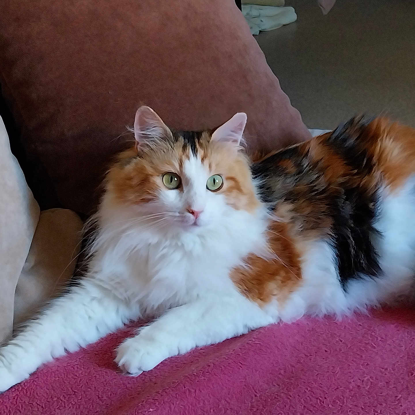 Victoire participe au concours pour gagner de l'argent avec cette photo : abyssinian, angora, animal, architecture, armchair, building, cat, chair, couch, cushion, furniture, hardwood, homedecor, indoors, kitten, livingroom, manx, pet, room, wood
