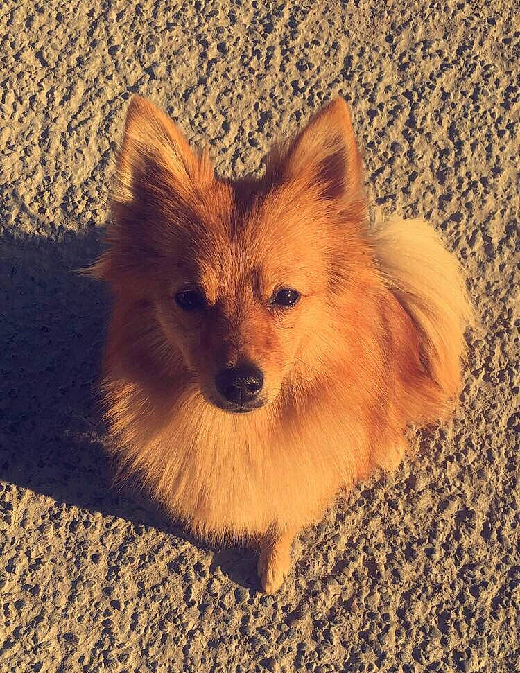 Shanel participe au concours pour gagner de l'argent avec cette photo : canidae, carnivore, companion_dog, dog, dog_breed, fawn, fur, german_spitz, german_spitz_klein, german_spitz_mittel, mammal, non_sporting_group, pomeranian, puppy, spitz, toy_dog, vertebrate