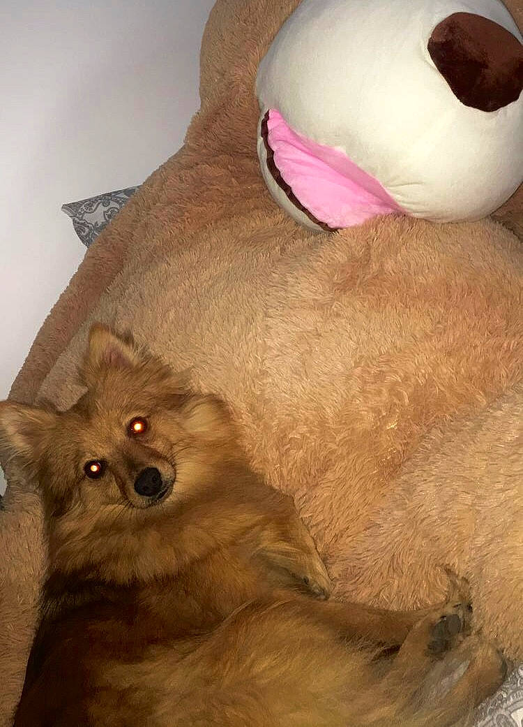 Shanel a rejoint le concours — aidez-le/la à gagner de superbes lots ! british_shorthair, carnivore, cat, fawn, felidae, fur, small_to_medium_sized_cats, snout, whiskers