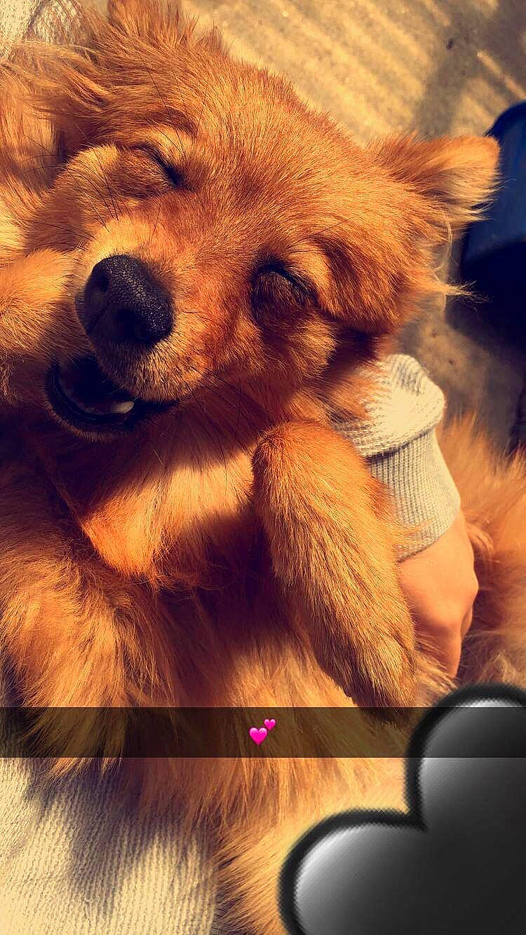 Shanel a rejoint le concours — aidez-le/la à gagner de superbes lots ! canidae, carnivore, companion_dog, dog, dog_breed, fur, puppy, puppy_love, snout, sporting_group, teddy_bear