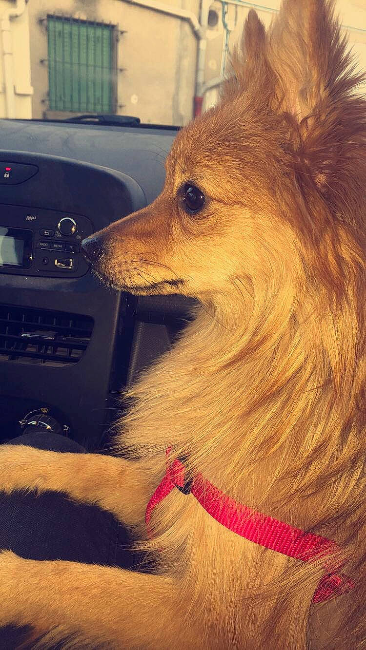 Shanel participe au concours pour gagner de l'argent avec cette photo : canidae, carnivore, companion_dog, dog, dog_breed, fawn, german_spitz, german_spitz_klein, german_spitz_mittel, mammal, non_sporting_group, pomeranian, snout, spitz, toy_dog, volpino_italiano