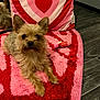 dog, small_dog, fluffy, pet, indoor, rug, heart_pattern, pink, red, toy, fish_toy, floor, pillow, heart_pillow, carpet, cute, animal, laying, domestic_dog, cozy