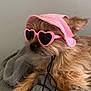 dog, small_dog, sunglasses, heart_shaped_glasses, pink_hat, hat, blanket, gray_blanket, fur, pet, animal, cute, accessory, indoor, relaxed, resting, cozy, portrait, fashion, canine