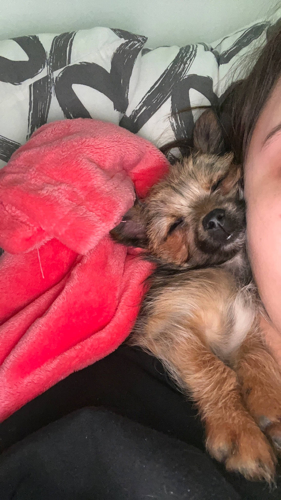 Taïa a rejoint le concours — aidez-le/la à gagner de superbes lots ! canidae, carmine, carnivore, comfort, companion_dog, dog, dog_breed, fawn, fur, griffon_bruxellois, liver, paw, pekingese, small_terrier, snout, sporting_group, terrier, tibetan_spaniel, toy_dog, working_animal