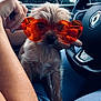 dog, puppy, sunglasses, heart_shaped, orange, car_interior, steering_wheel, human_hand, lap, casual, cute, pet, fluffy, close_up, animal, seat, window, reflection, fashion, accessory