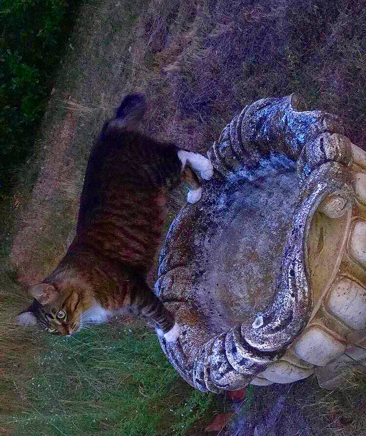 Warwick a rejoint le concours — aidez-le/la à gagner de superbes lots ! carnivore, cat, common_snapping_turtle, fawn, felidae, small_to_medium_sized_cats, tail