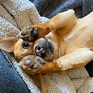 Lady a rejoint le concours — aidez-le/la à gagner de superbes lots ! dog, pet, paw, blanket, fur, cute, animal, snuggling, cozy, lying_down, ears, nose, closeup, relaxing, indoor, soft, warm, face, playful, resting