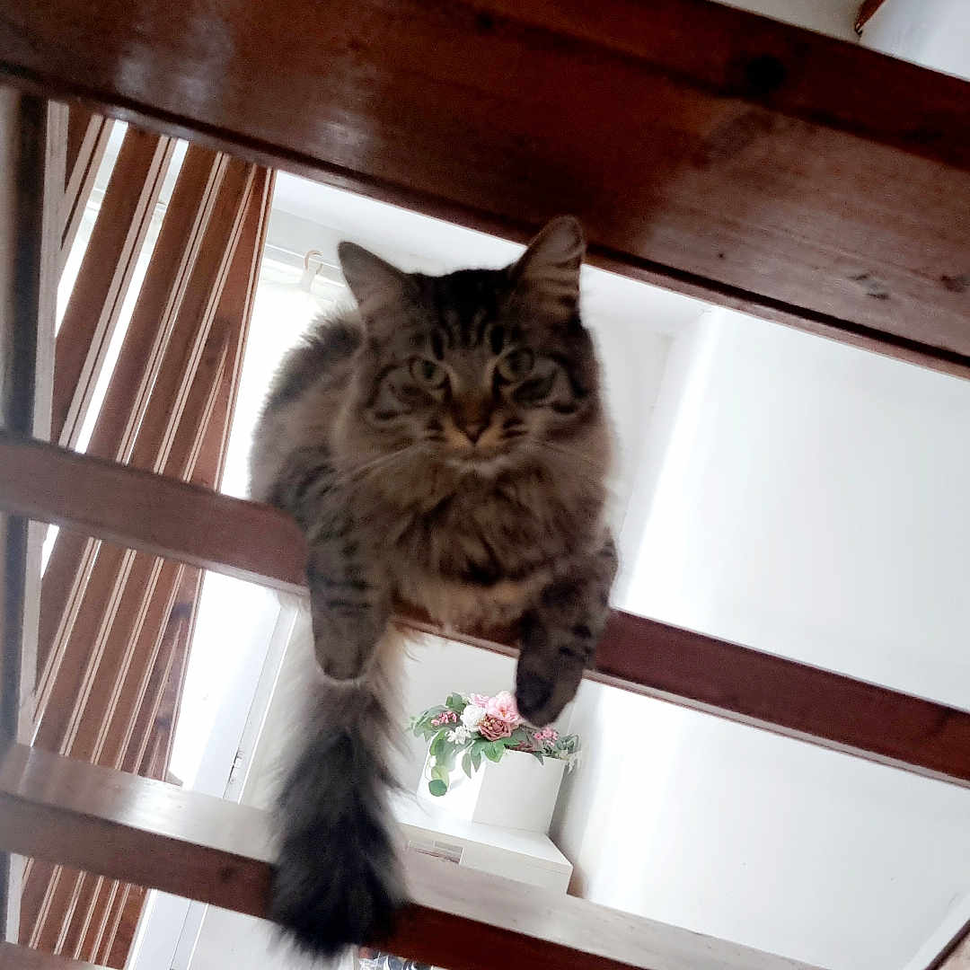 Minette a rejoint le concours — aidez-le/la à gagner de superbes lots ! abyssinian, animal, architecture, building, cat, handrail, hardwood, house, housing, indoors, interiordesign, kitten, manx, pet, plywood, porch, railing, shelf, staircase, wood
