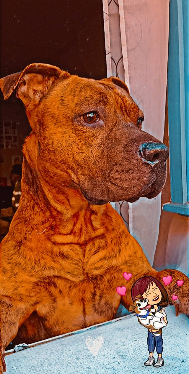 Pablo a rejoint le concours — aidez-le/la à gagner de superbes lots ! art, carnivore, collar, companion_dog, curtain, dog, dog_breed, dog_collar, fawn, fur, giant_dog_breed, liver, molosser, snout, sporting_group, terrestrial_animal, toy, whiskers, working_animal, wrinkle