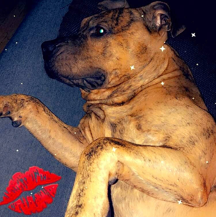 Pablo a rejoint le concours — aidez-le/la à gagner de superbes lots ! ancient_dog_breeds, art, canidae, carnivore, companion_dog, dog, dog_breed, fawn, flesh, guard_dog, metal, molosser, sky, snapshot, snout, sporting_group, terrestrial_animal, vertebrate, working_animal, working_dog