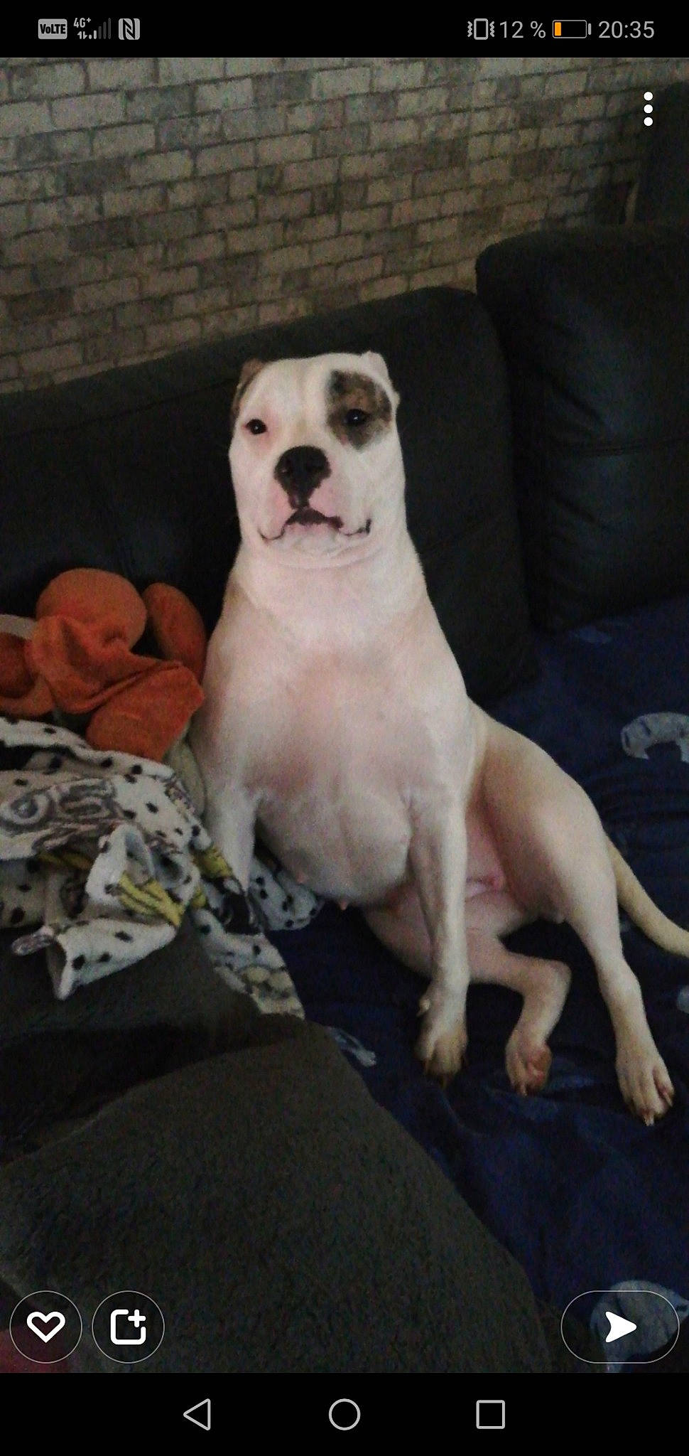 Tchika participe au concours pour gagner de l'argent avec cette photo : canidae, carnivore, collar, comfort, companion_dog, couch, dog, dog_breed, dog_collar, dog_supply, dogo_guatemalteco, fawn, flooring, paw, snout, sporting_group, studio_couch, tail, whiskers, working_animal