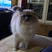 Victoria participe au concours pour gagner de l'argent avec cette photo : animal, bed, cat, curious, domestic, ears, feline, fluffy, fur, furniture, home, indoor, mattress, pet, room, standing, tail, television, whiskers, window