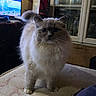 animal, bed, cat, curious, domestic, ears, feline, fluffy, fur, furniture, home, indoor, mattress, pet, room, standing, tail, television, whiskers, window