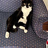 armchair, black_and_white, blue_chair, cat, cozy, cute, domestic_animal, feline, furniture, home, indoor, looking_at_camera, patterned_fabric, pet, relaxed, sitting, tuxedo_cat, whiskers, white_paws, yellow_eyes