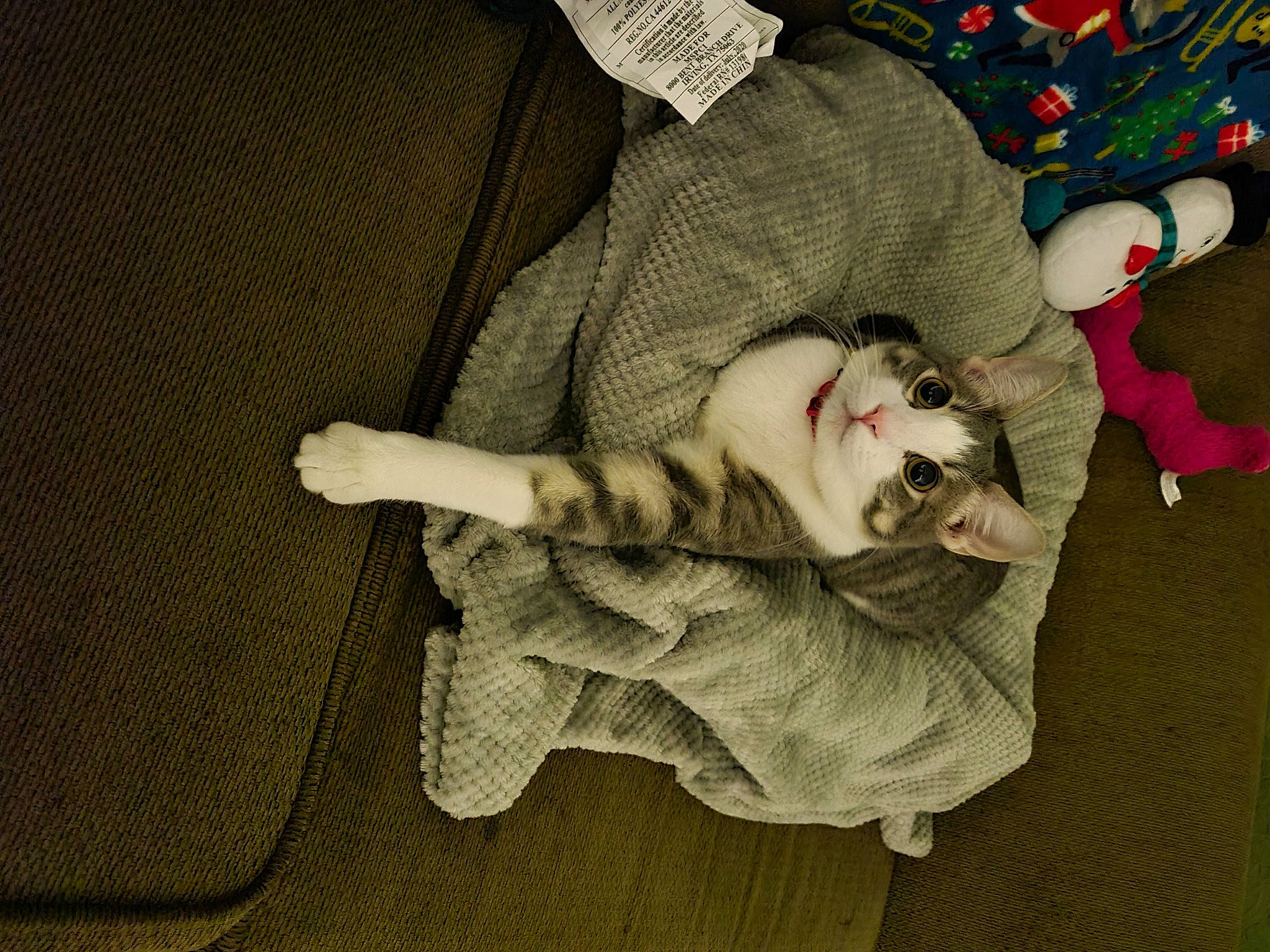 Blooberry joined the competition — help win amazing prizes! carnivore, cat, claw, comfort, domestic_short_haired_cat, felidae, fur, paw, small_to_medium_sized_cats, stuffed_toy, tail, terrestrial_animal, toy, vertebrate, whiskers