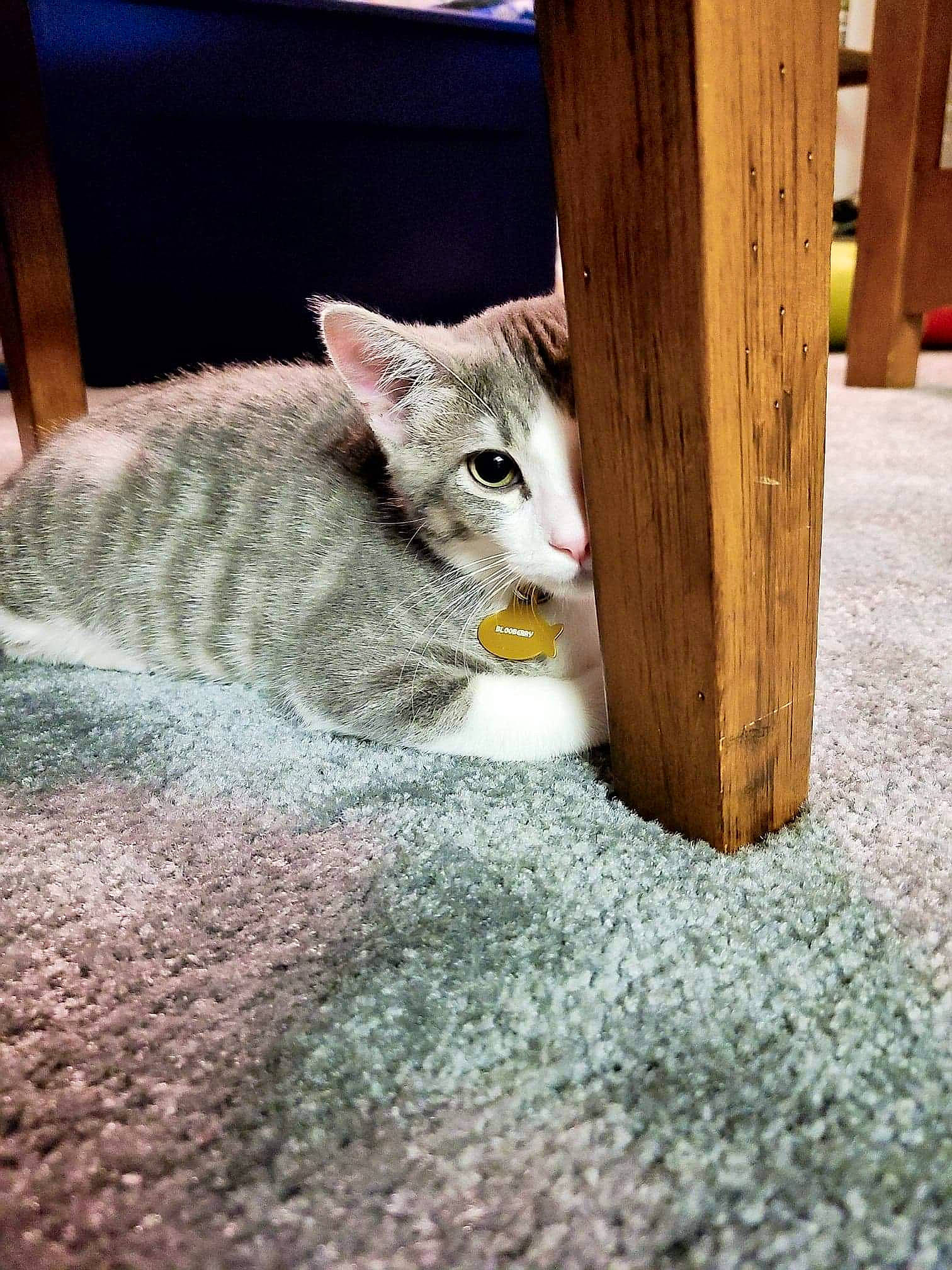 Blooberry is registered to the contest to win money with this photo: carnivore, cat, domestic_short_haired_cat, felidae, fur, small_to_medium_sized_cats, snout, tail, whiskers