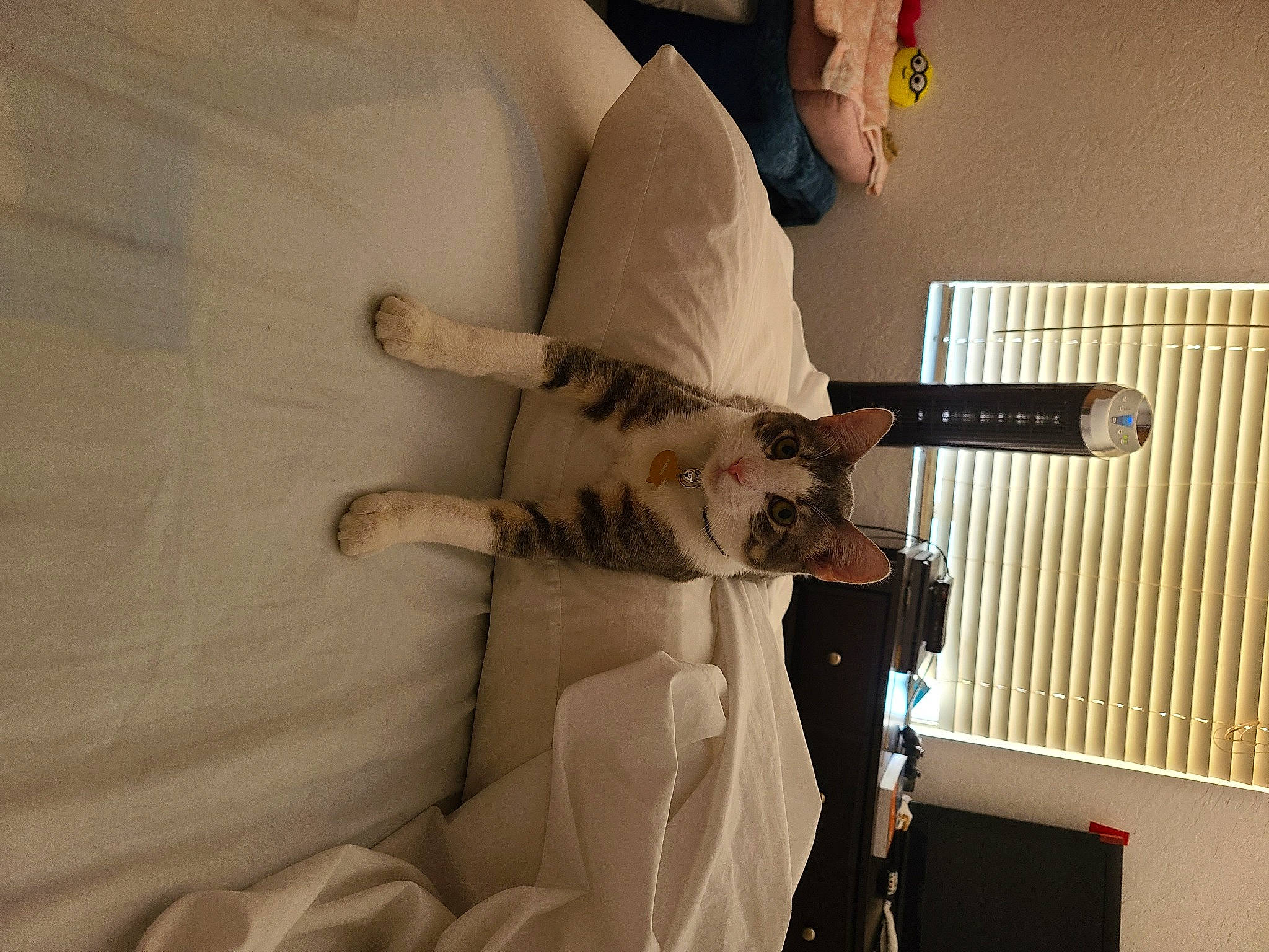 Blooberry is registered to the contest to win money with this photo: beige, carnivore, cat, comfort, domestic_short_haired_cat, felidae, fur, paw, small_to_medium_sized_cats, tail, vertebrate, whiskers