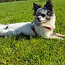 Milow a rejoint le concours — aidez-le/la à gagner de superbes lots ! black_fur, chihuahua, dog, ears, field, fur, grass, green_grass, harness, lying_down, mixed_breed, outdoor, pet, portrait, red_harness, relaxed, sky, small_dog, sunny, white_fur
