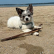 Milow participe au concours pour gagner de l'argent avec cette photo : beach, clouds, cute, dog, ears, harness, lying_down, outdoor, paws, pet, portrait, puppy, sand, sea, shore, sky, small_breed, stick, water, white_fur