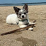 beach, clouds, cute, dog, ears, harness, lying_down, outdoor, paws, pet, portrait, puppy, sand, sea, shore, sky, small_breed, stick, water, white_fur
