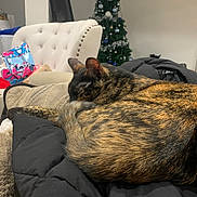 Stella is registered to the contest to win money with this photo: black_jacket, cat, chair, christmas_tree, couch, cozy, curled_up, decorations, domestic_cat, fur, furniture, holiday_decor, home, indoor, pet, relaxing, resting, sleeping, soft_fabric, tortoiseshell_cat