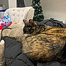 black_jacket, cat, chair, christmas_tree, couch, cozy, curled_up, decorations, domestic_cat, fur, furniture, holiday_decor, home, indoor, pet, relaxing, resting, sleeping, soft_fabric, tortoiseshell_cat