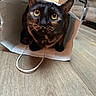 Stella is registered to the contest to win money with this photo: animal, cat, closeup, cozy, curious, cute, domestic_cat, ears, feline, household, indoor, looking_up, paper_bag, pet, playful, sitting, tortoiseshell_cat, whiskers, wooden_floor, yellow_eyes
