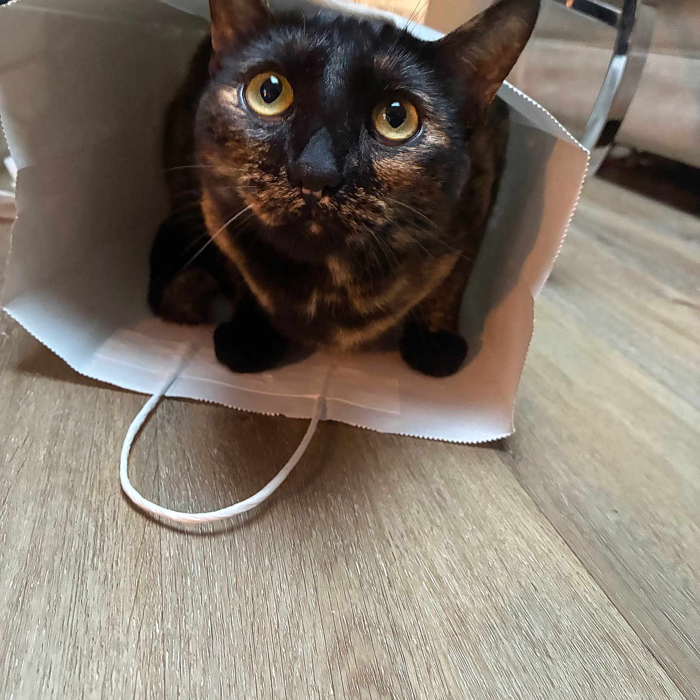 Stella