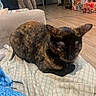 Stella is registered to the contest to win money with this photo: animal, blanket, box, cat, couch, cozy, domestic, door, feline, floor, fur, home, indoor, kitchen, living_room, pet, relaxing, resting, sleepy, tortoiseshell