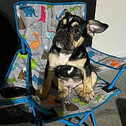 Milo joined the competition — help win amazing prizes! puppy, dog, chair, dinosaur_pattern, folding_chair, pet, cute, animal, indoor, colorful, blue_frame, black_and_tan, sitting, looking_up, floor, playful, young_dog, small_dog, ears, curious
