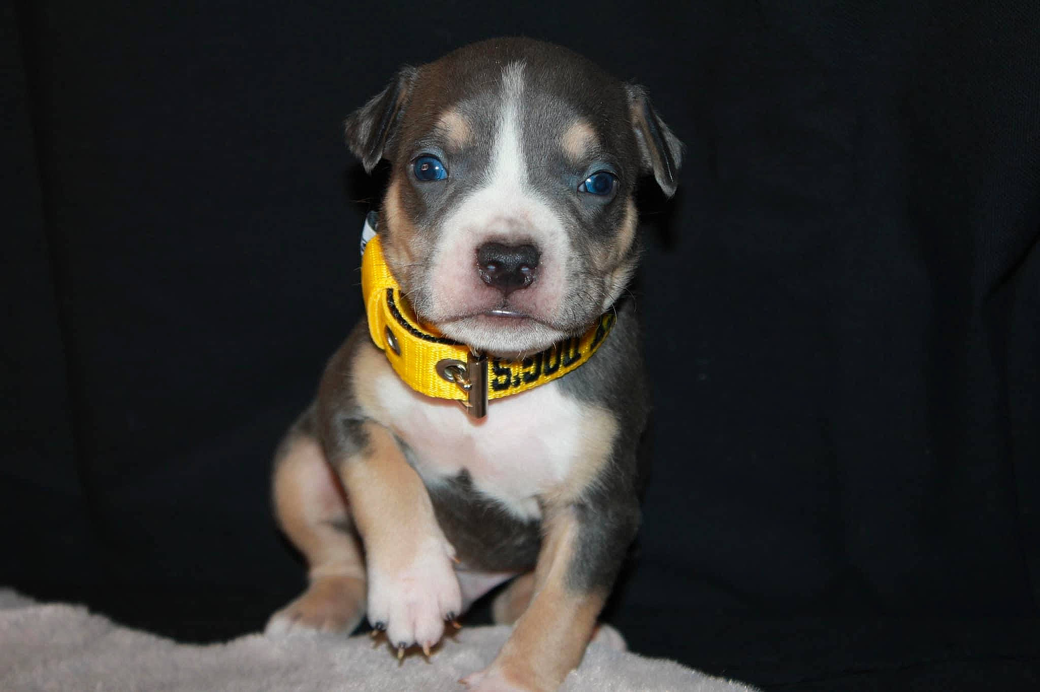 Star a rejoint le concours — aidez-le/la à gagner de superbes lots ! canidae, carnivore, collar, companion_dog, dog, dog_breed, dog_collar, fawn, guard_dog, molosser, non_sporting_group, paw, pet_supply, puppy, snout, sporting_group, toy_dog, whiskers, working_animal, working_dog