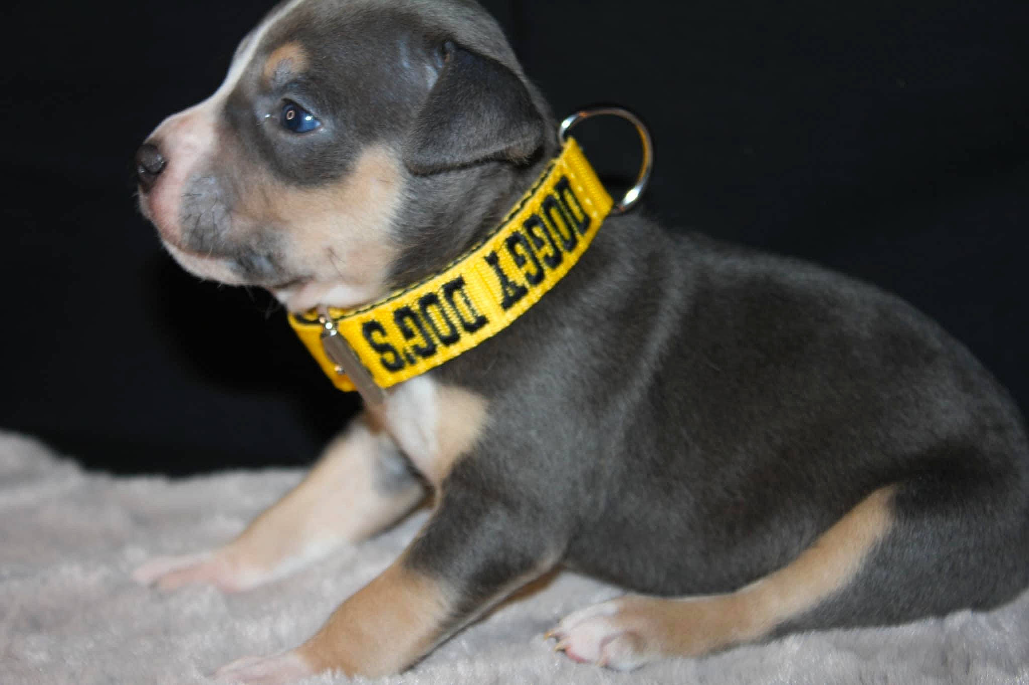 Star participe au concours pour gagner de l'argent avec cette photo : canidae, carnivore, collar, companion_dog, dog, dog_breed, dog_clothes, dog_collar, dog_supply, fawn, fur, grey, leash, paw, pet_supply, snout, sporting_group, terrestrial_animal, whiskers, working_animal