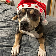 Star a rejoint le concours — aidez-le/la à gagner de superbes lots ! animal, bed, black, blanket, brown, christmas, cozy, cute, dog, furniture, holiday, indoor, light, lying_down, pet, red, relaxed, santa_hat, stars, white