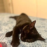 Lila participe au concours pour gagner de l'argent avec cette photo : cat, black_cat, sleeping, resting, indoor, bed, blanket, soft_texture, cozy, pet, animal, feline, paw, fur, whiskers, relaxation, closeup, domestic_cat, cute, peaceful