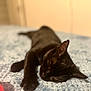 animal, bed, black_cat, blanket, cat, closeup, cozy, cute, domestic_cat, feline, fur, indoor, paw, peaceful, pet, relaxation, resting, sleeping, soft_texture, whiskers