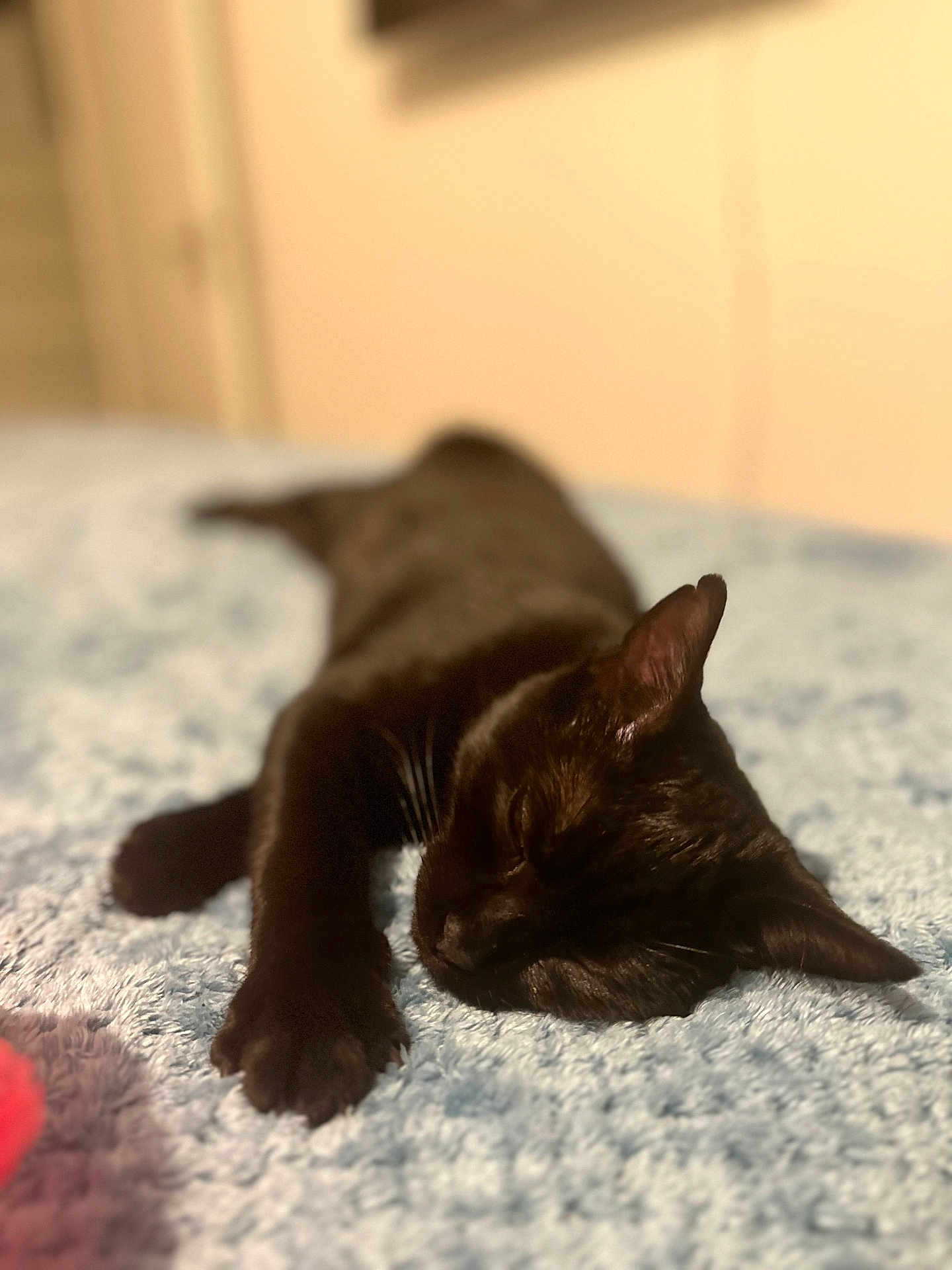 Lila participe au concours pour gagner de l'argent avec cette photo : cat, black_cat, sleeping, resting, indoor, bed, blanket, soft_texture, cozy, pet, animal, feline, paw, fur, whiskers, relaxation, closeup, domestic_cat, cute, peaceful