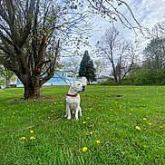 Chico is registered to the contest to win money with this photo: canine, cloudy_sky, collar, dandelion, dog, flower, grass, greenery, house, landscape, leash, nature, outdoor, pet, quiet, spring, suburban, tree, white_dog, yard